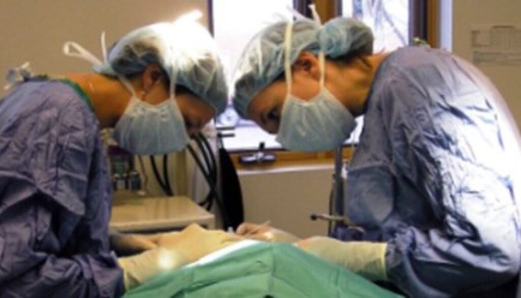 american-vet-surgery