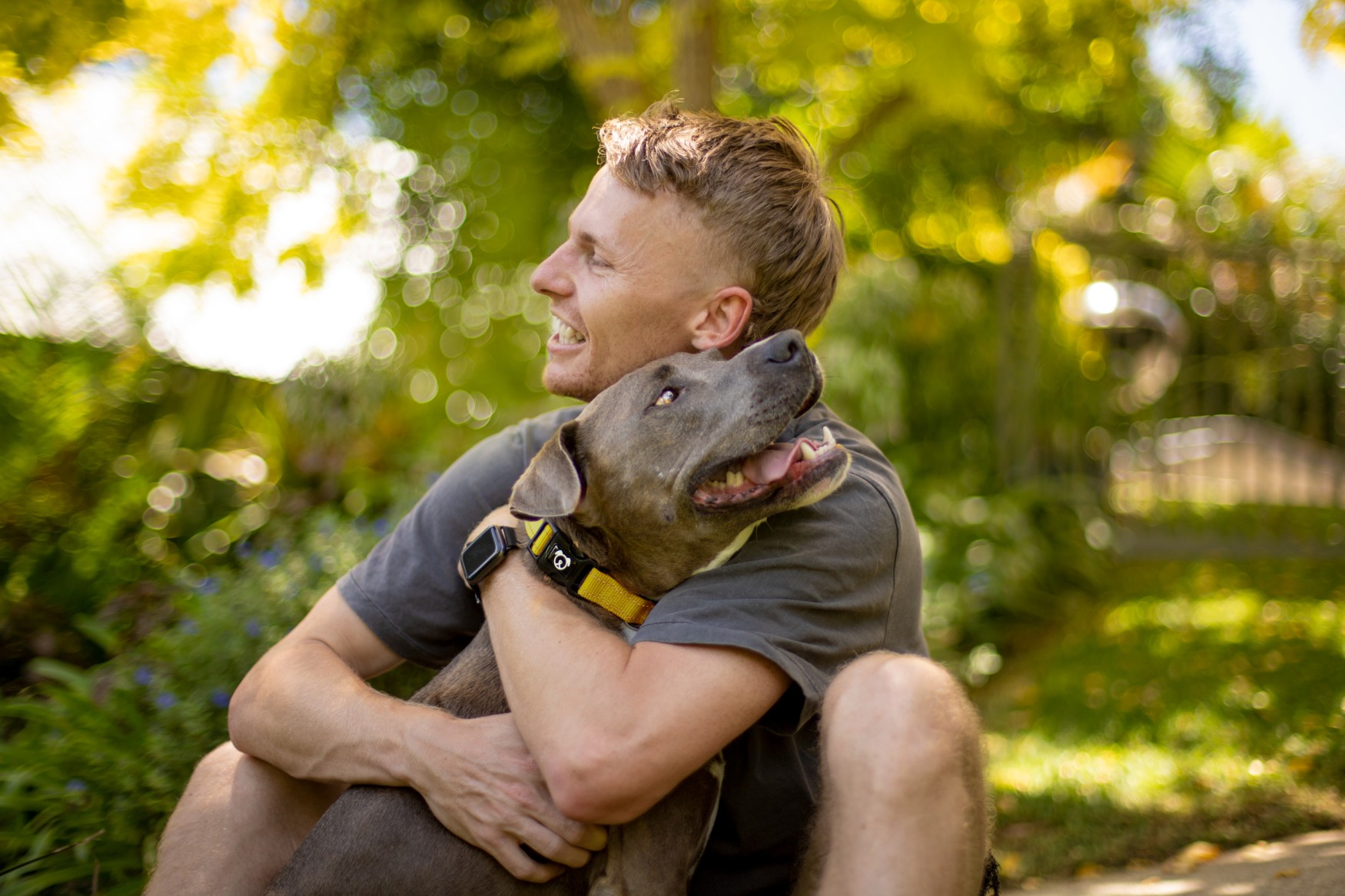 Street dogs and domestic animals Costa Rica