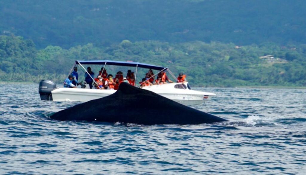whale tour costa rica
