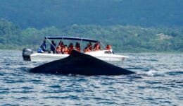 whale tour costa rica