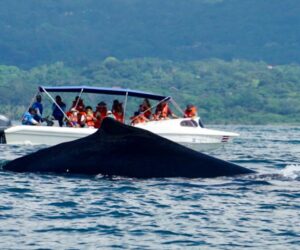 whale tour costa rica